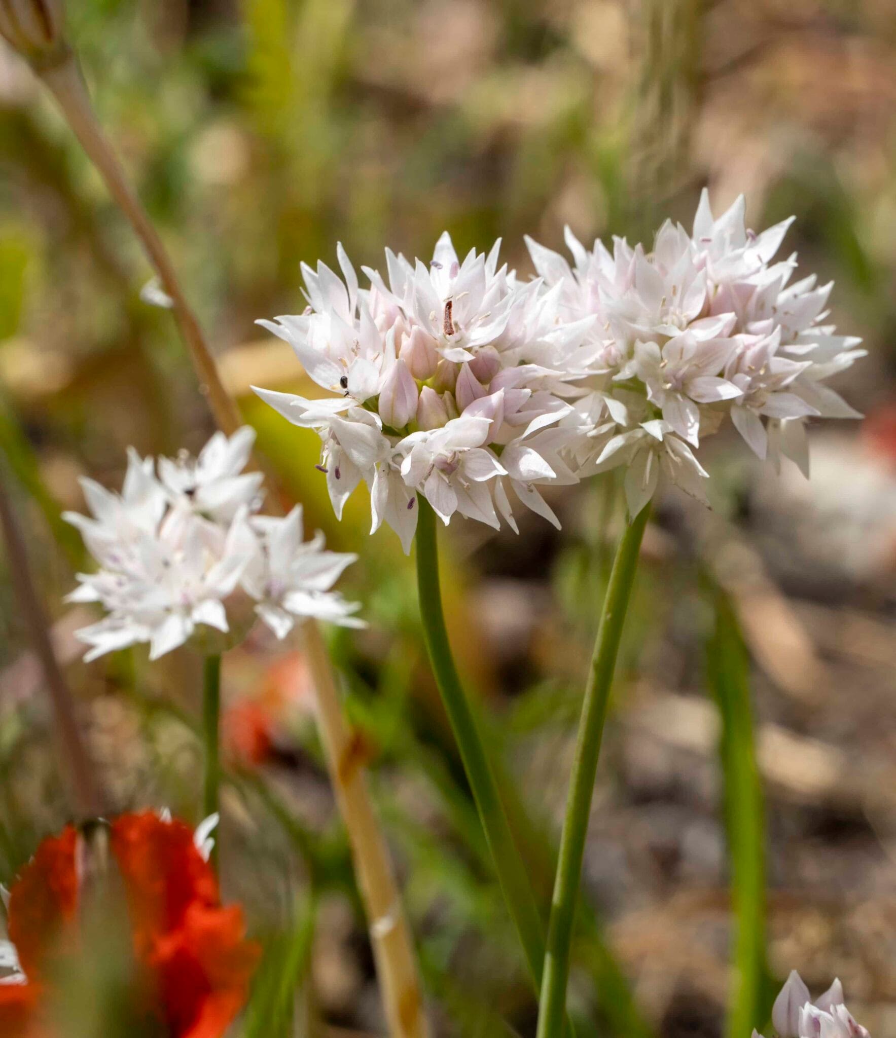 Allium ampl. Gracefull