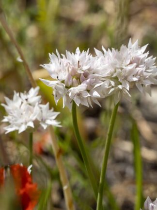 Allium ampl. Gracefull
