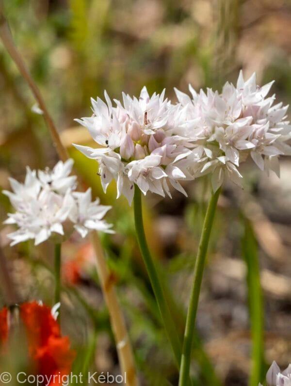 Allium ampl. Gracefull