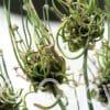 Allium Hair