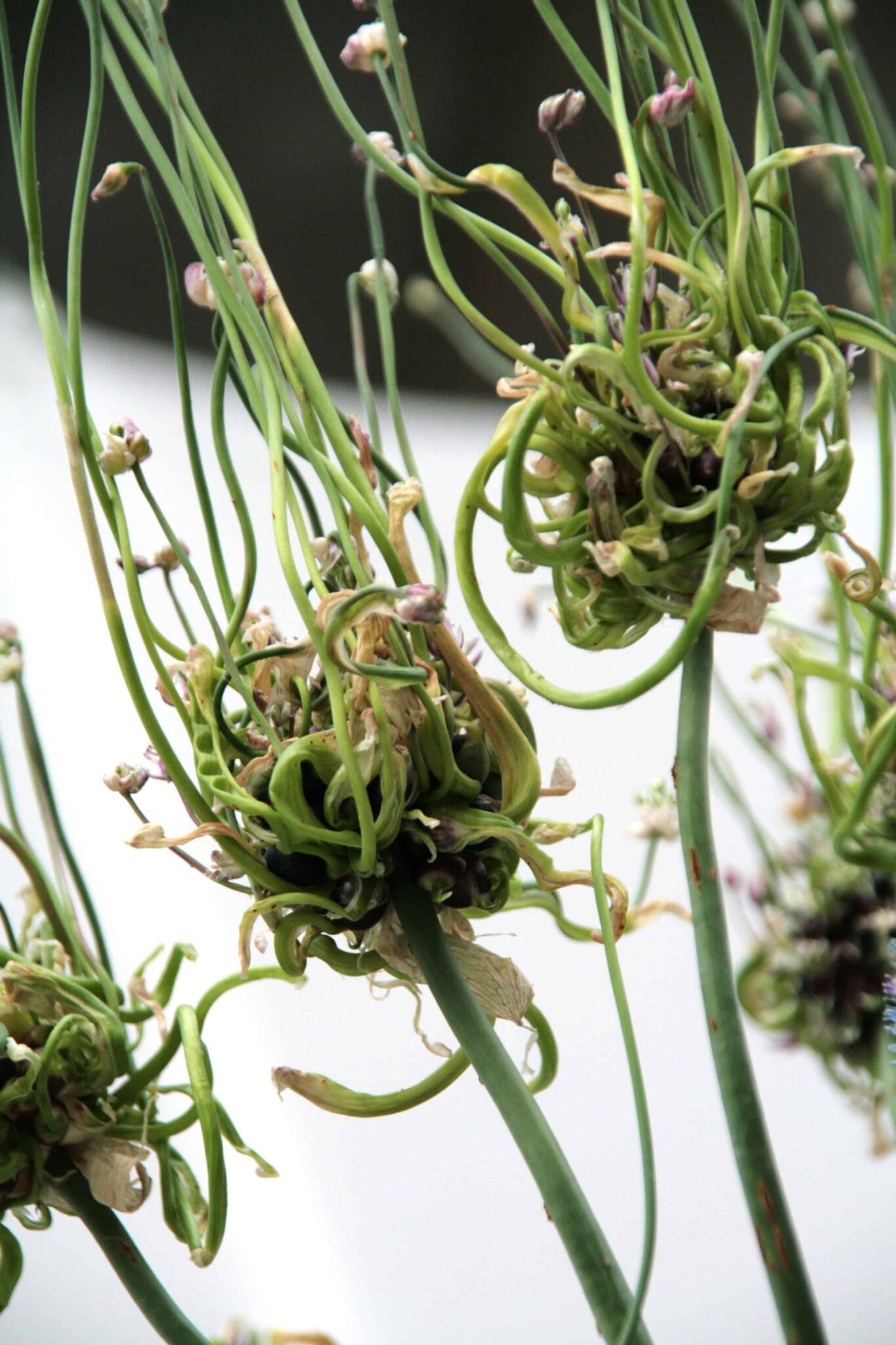 Allium Hair