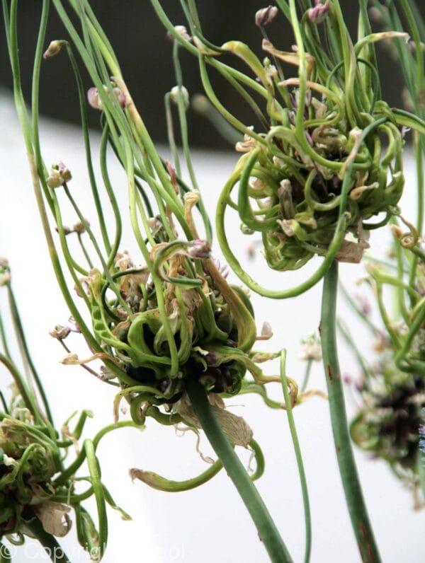 Allium Hair