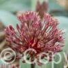 Allium Londen