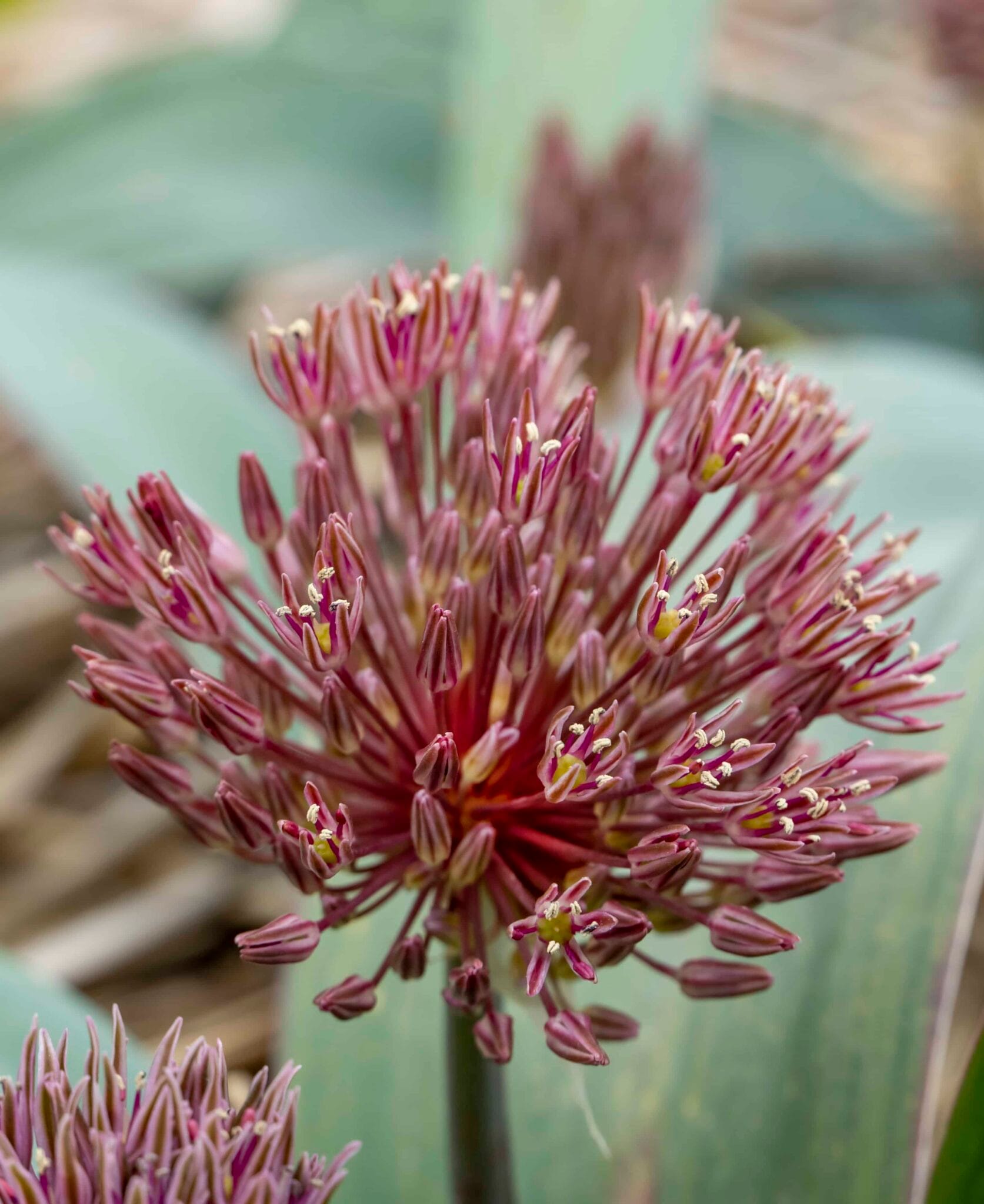 Allium Londen