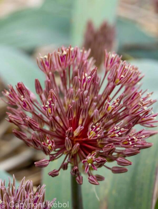 Allium Londen