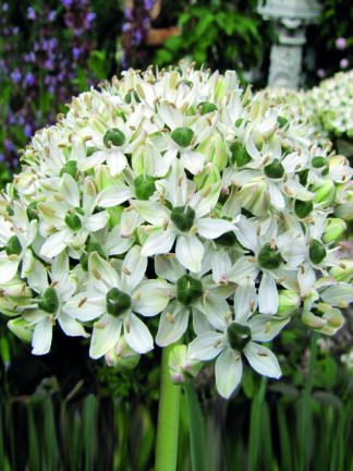 Allium Nigrum