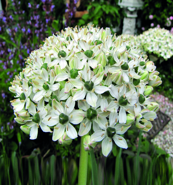Allium Nigrum