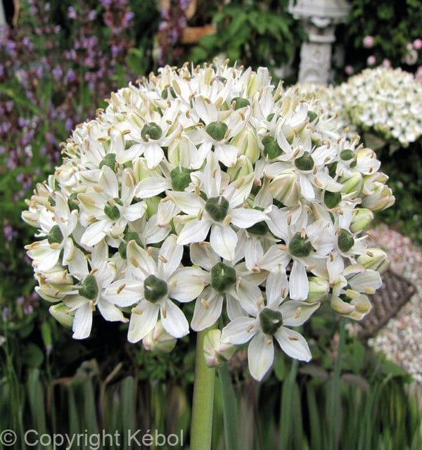 Allium Nigrum
