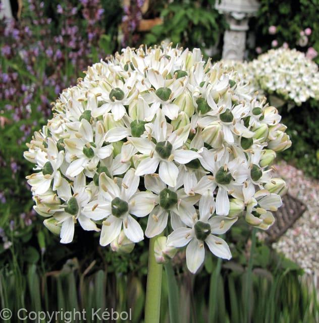 Allium Nigrum