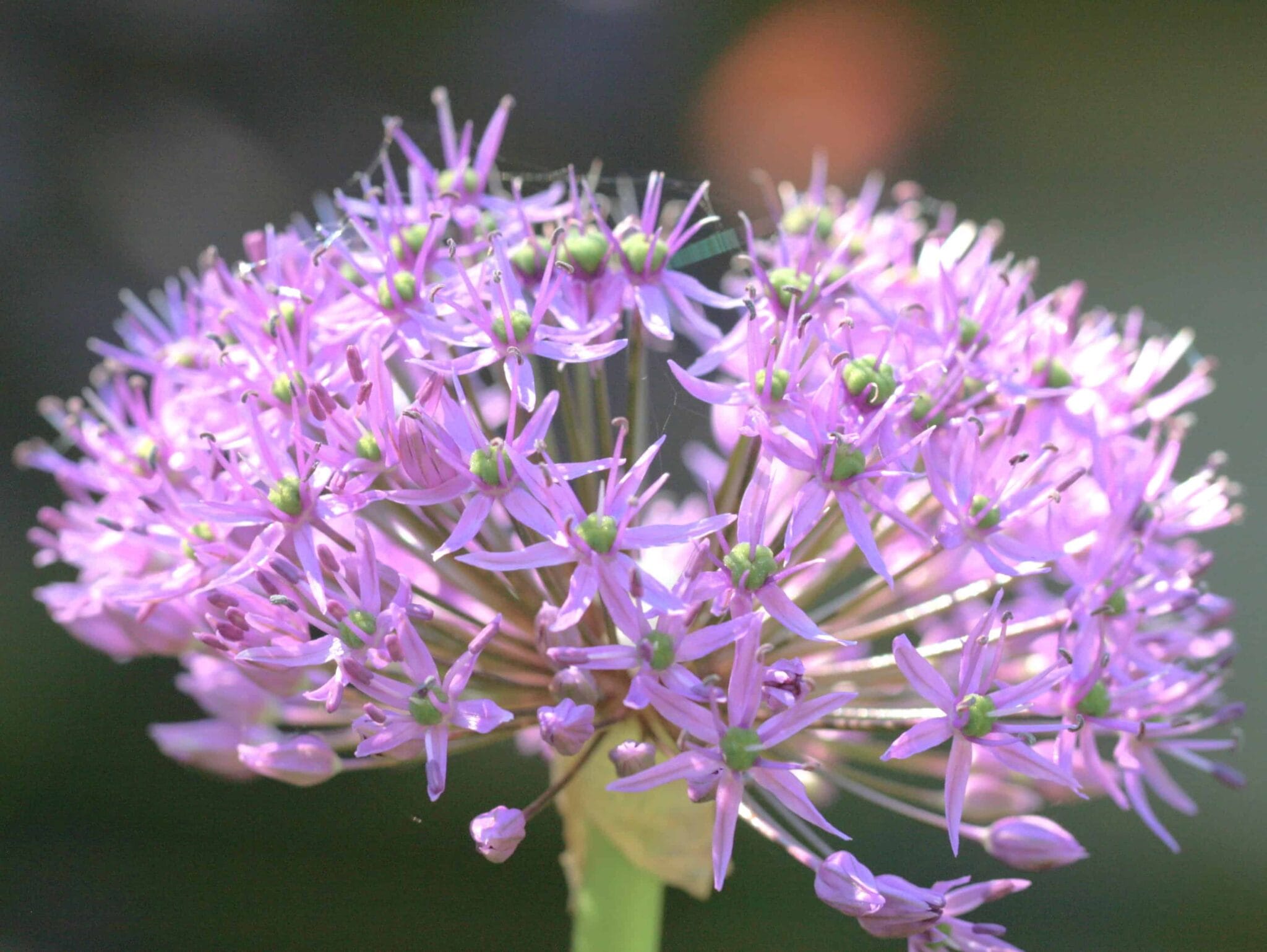 Allium Rosy Dream