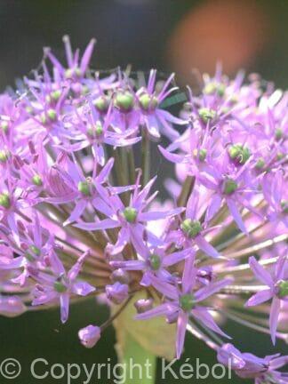Allium Rosy Dream