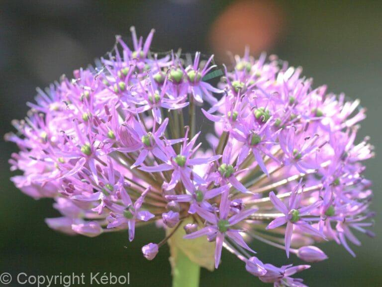 Allium Rosy Dream