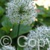 Allium White Cloud