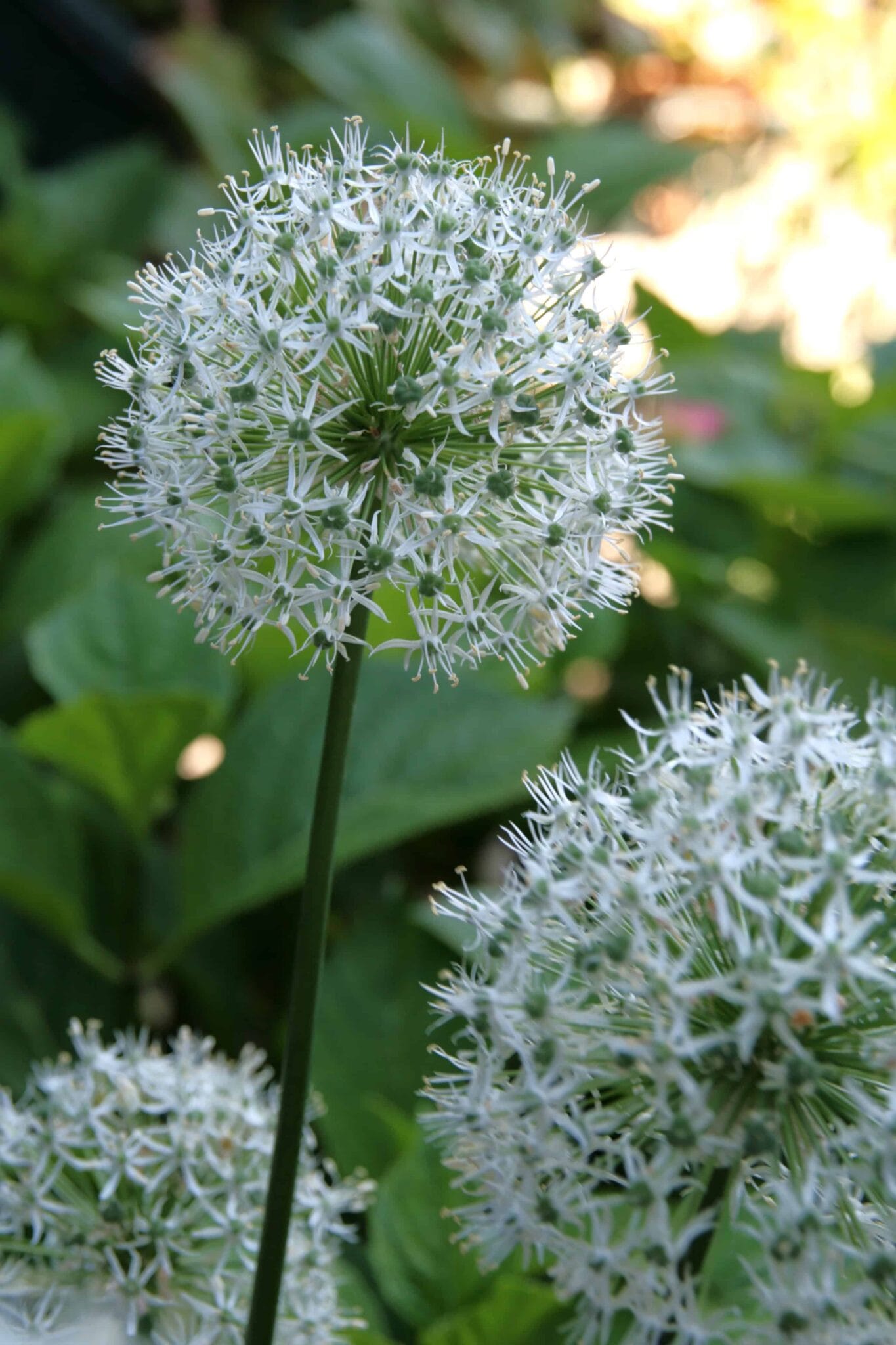 Allium White Cloud