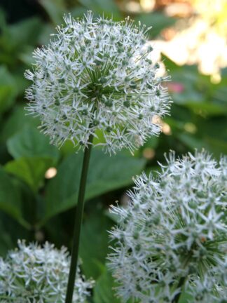 Allium White Cloud