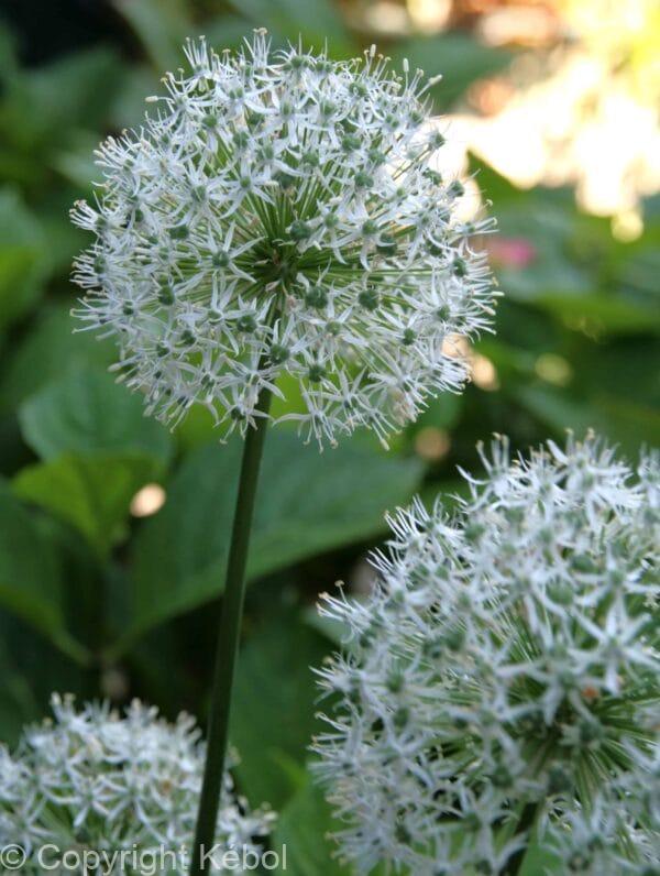 Allium White Cloud