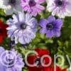 Anemone St. Brigid Mixed