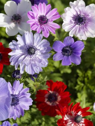 Anemone St. Brigid Mixed