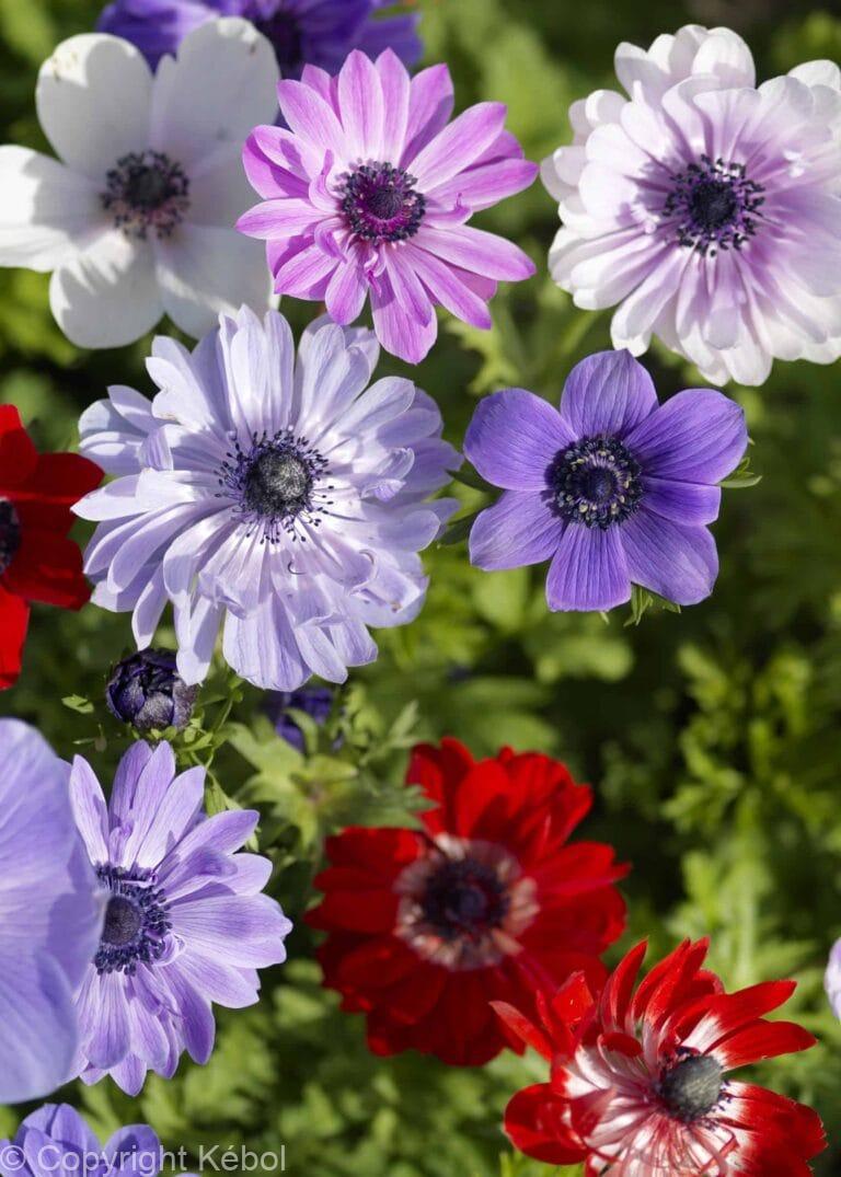 Anemone St. Brigid Mixed