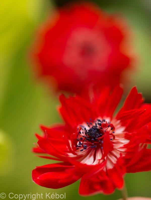 Anemone The Governor