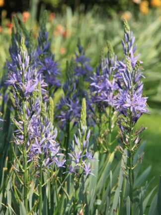 Camassia leichtlinii Caerulea