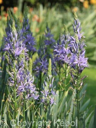 Camassia leichtlinii Caerulea