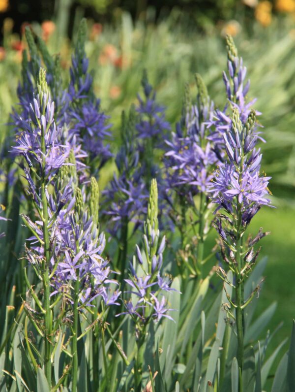 Camassia leichtlinii Caerulea
