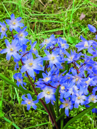 Chionodoxa Luciliae