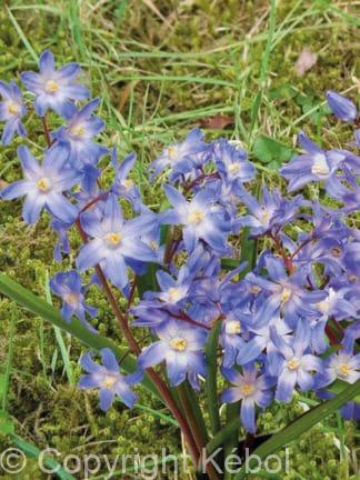 Chionodoxa Luciliae