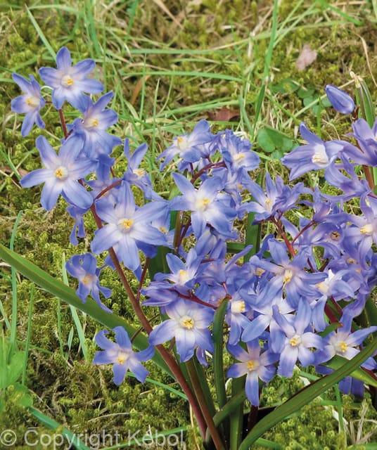 Chionodoxa Luciliae