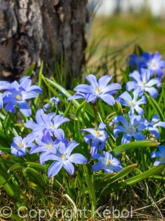 Chionodoxa Violet Beauty