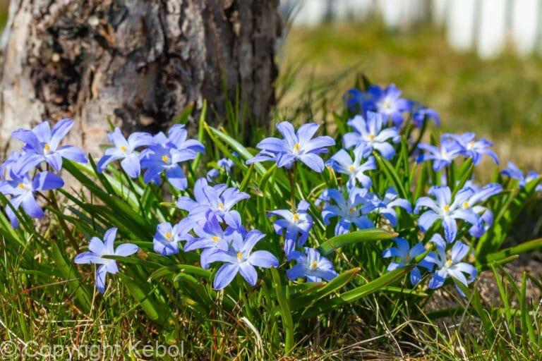 Chionodoxa Violet Beauty