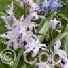 Chionodoxa Pink Giant
