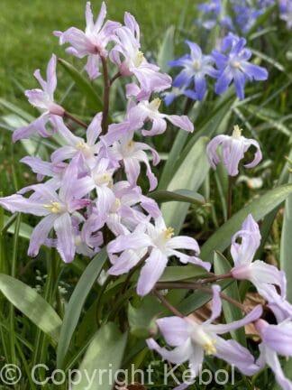 Chionodoxa Pink Giant