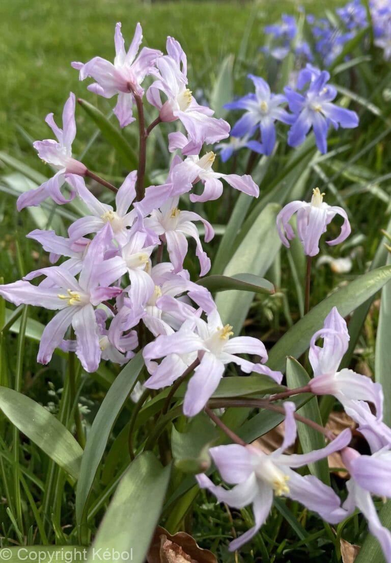 Chionodoxa Pink Giant