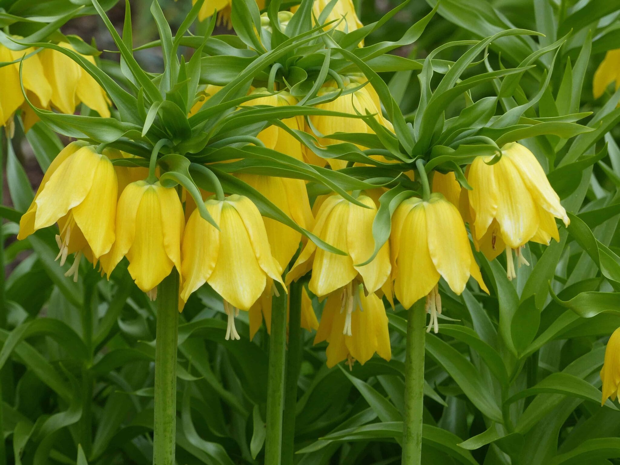 Fritillaria Imp. Lutea