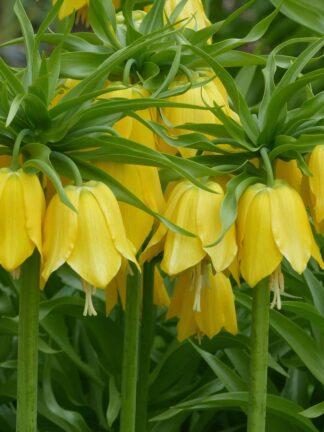 Fritillaria Imp. Lutea