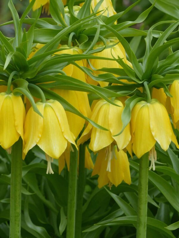 Fritillaria Imp. Lutea
