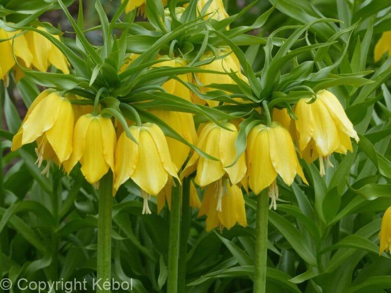 Fritillaria Imp. Lutea