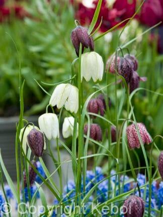 Fritillaria Meleagris Mixed