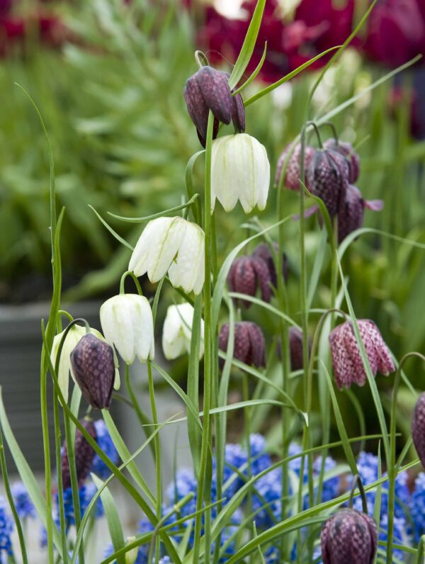 Fritillaria Meleagris Mixed