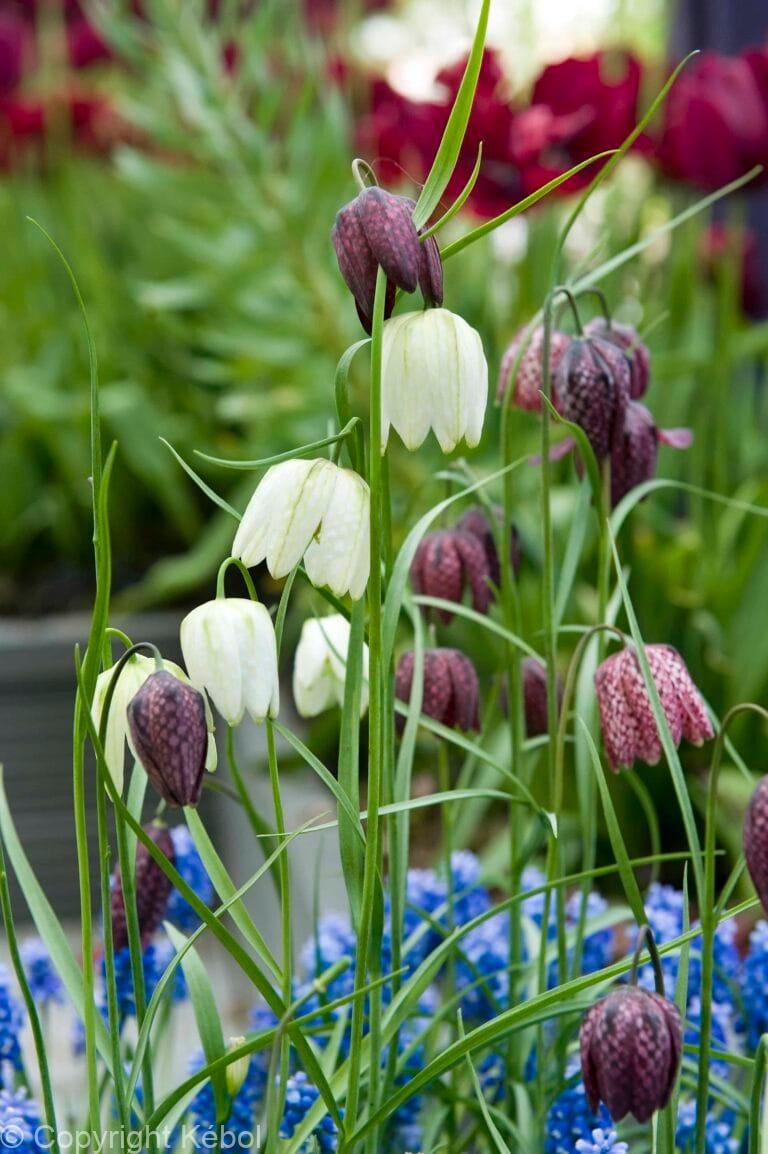 Fritillaria Meleagris Mixed
