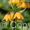 Fritillaria Imp. Striped Beauty