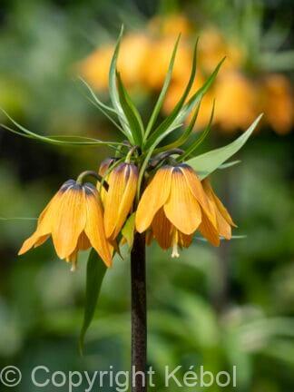 Fritillaria Imp. Striped Beauty