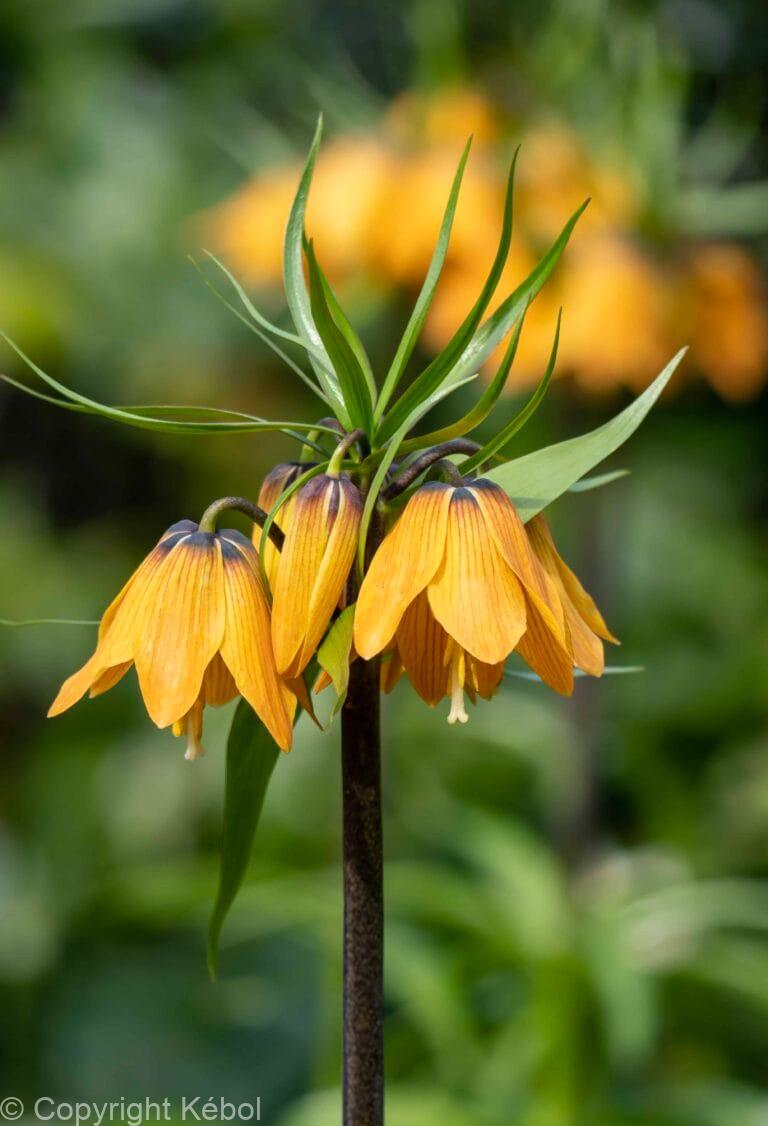 Fritillaria Imp. Striped Beauty