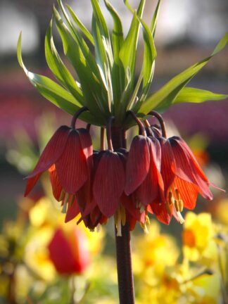 Fritillaria Imp. Rubra