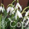 Galanthus woronowii