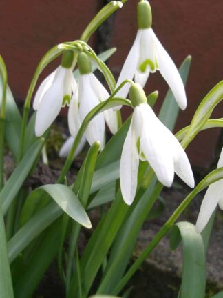 Galanthus woronowii