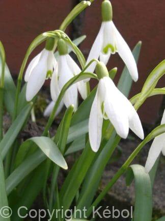 Galanthus woronowii