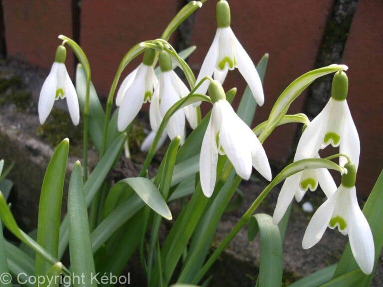 Galanthus woronowii